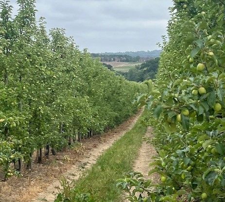Orchard
